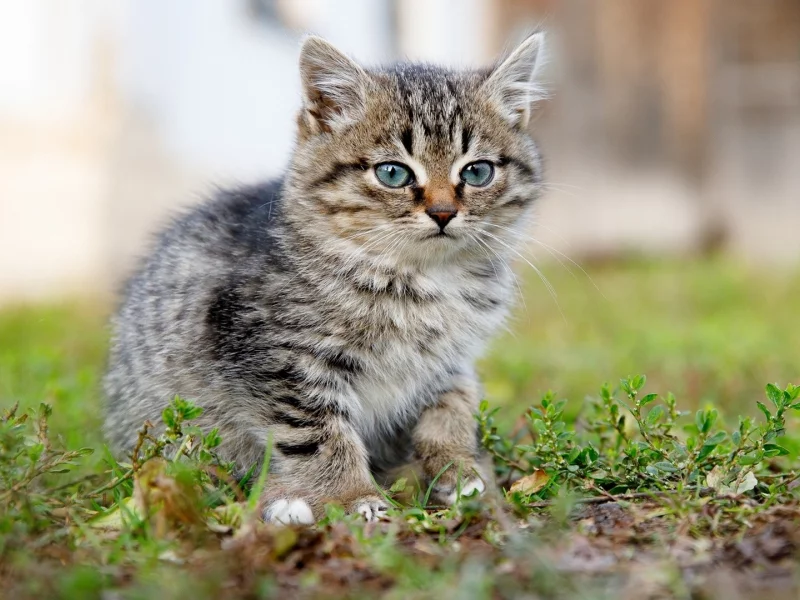 котёнок, маленький, сидит на траве