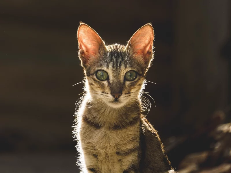 кот, взгляд, животное