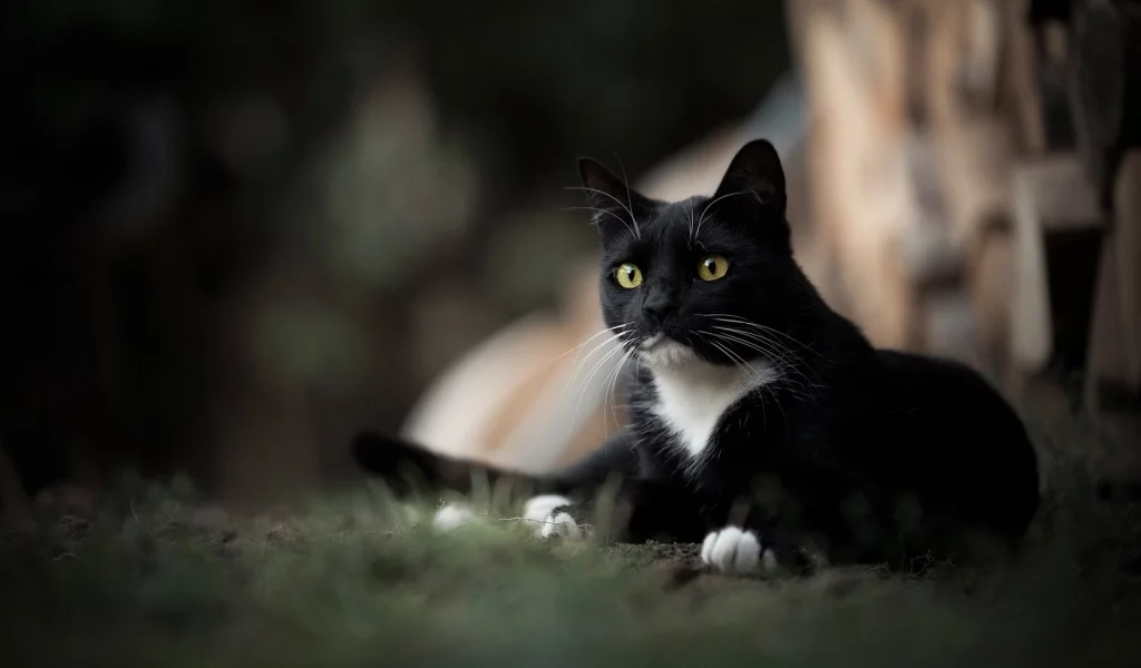 кот, взгляд, животное