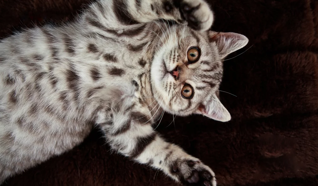 кошка, животное, лежит