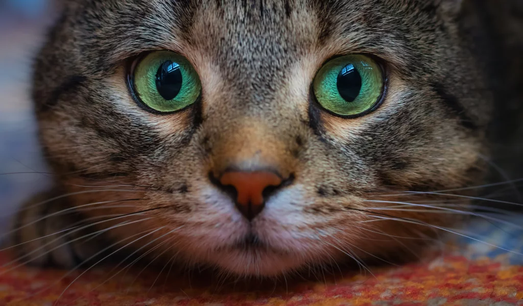 кот, взгляд, усы