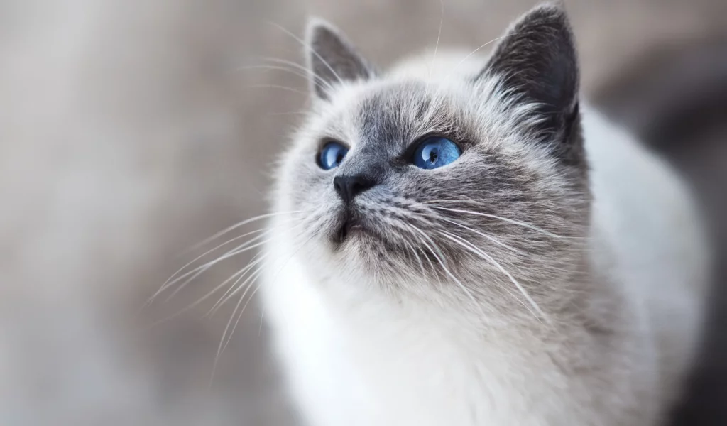 кошка, взгляд, животное
