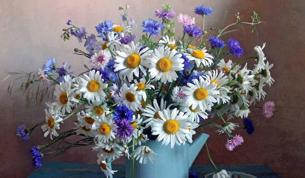 ромашки, цветы, букет