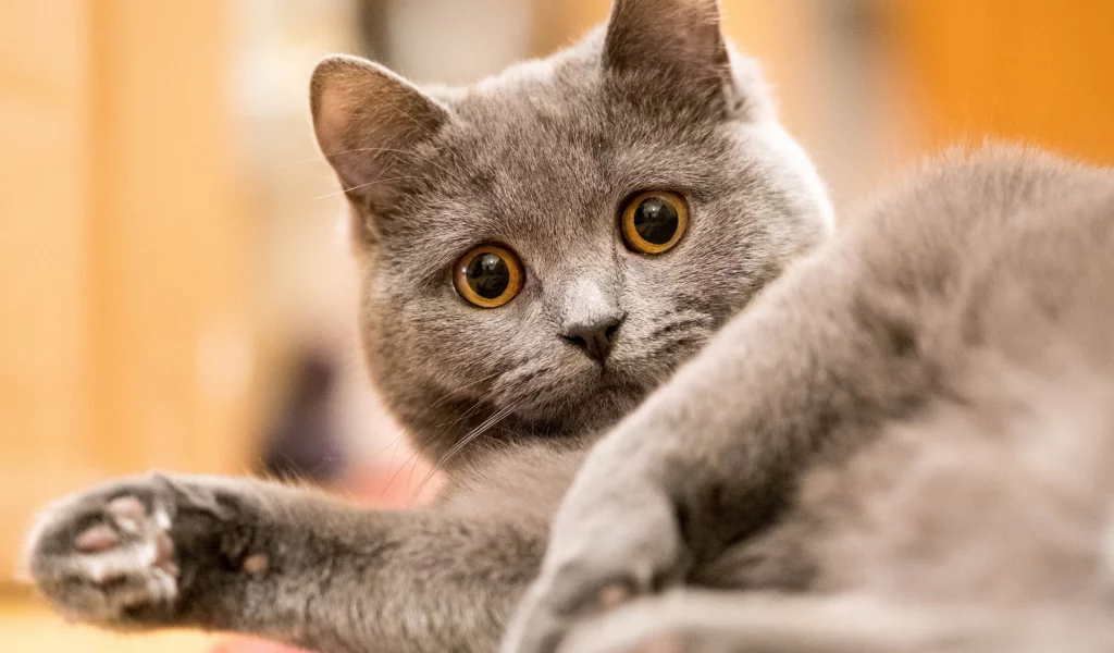 кот, взгляд, животное