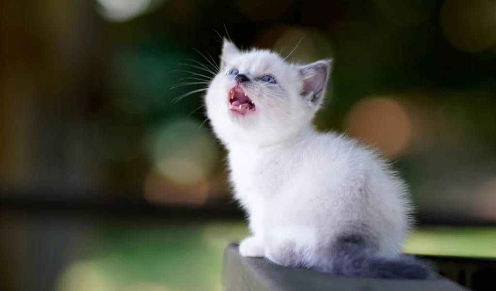 котёнок, маленький