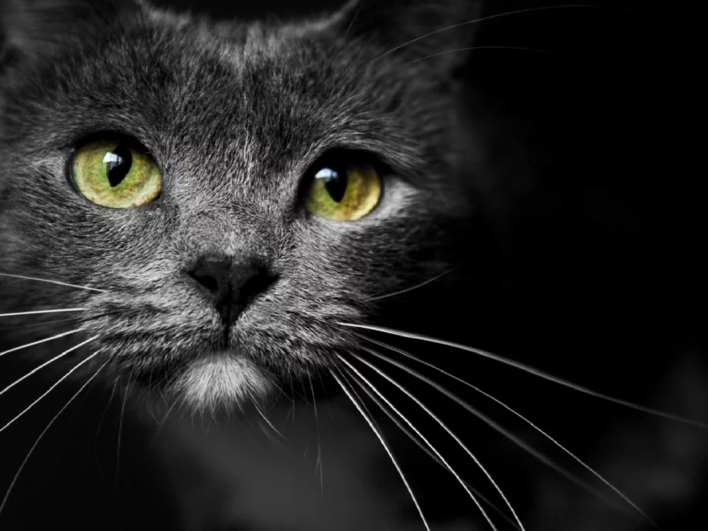 кот, взгляд, животное