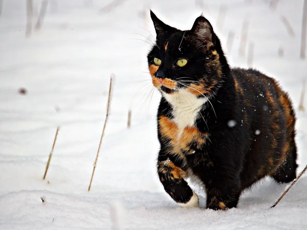 кошка, животное, снег, зима