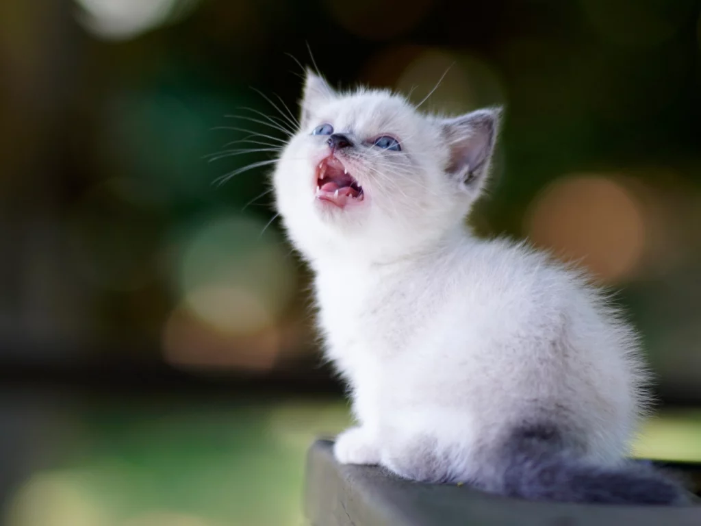 котёнок, маленький