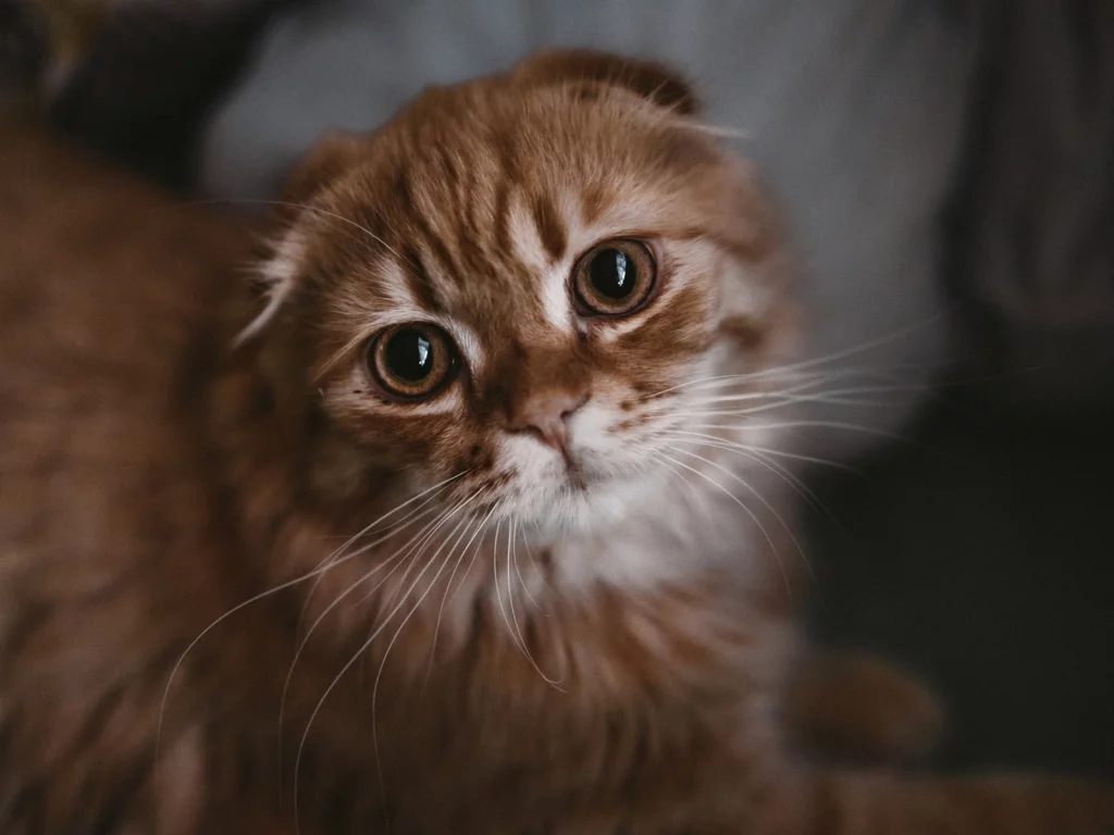 кот, взгляд