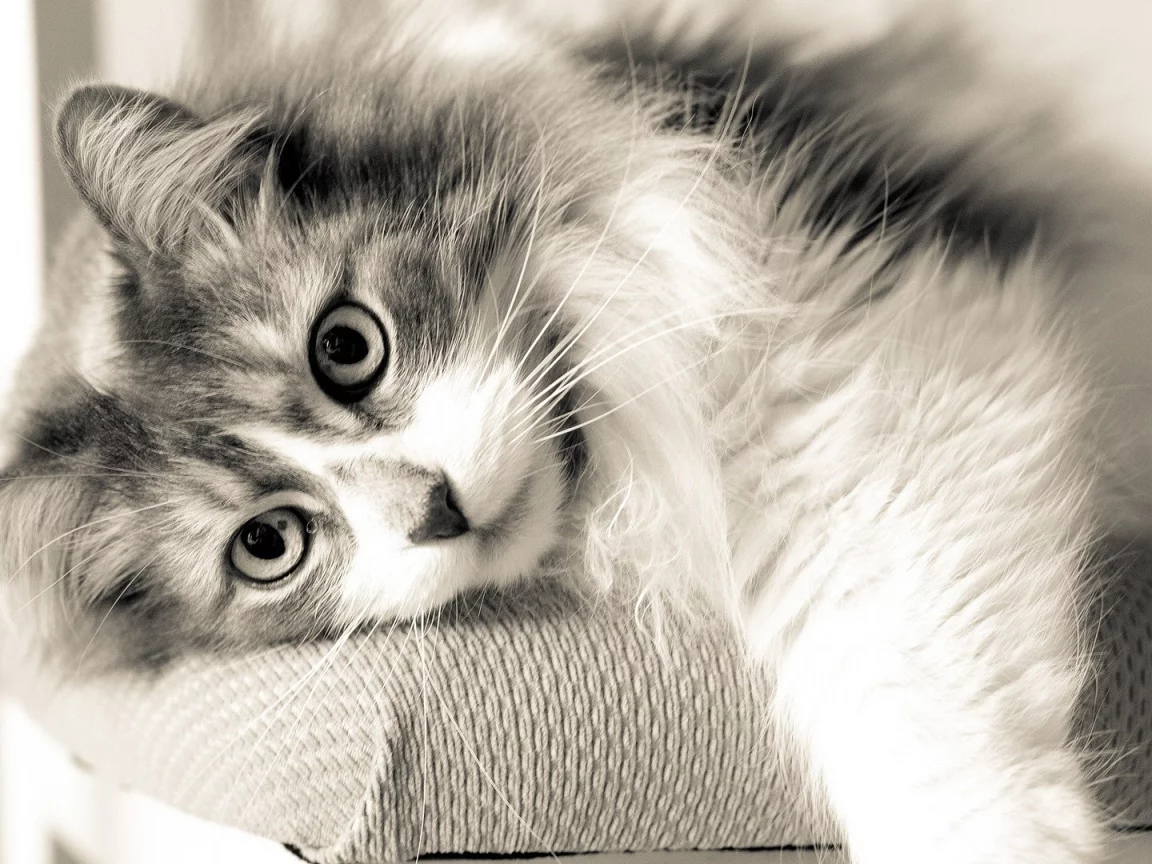 кошка, взгляд, животное, лежит