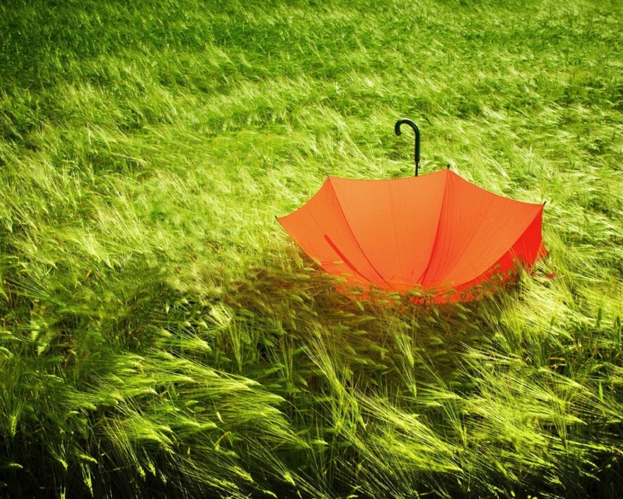 трава зелёная, зонтик