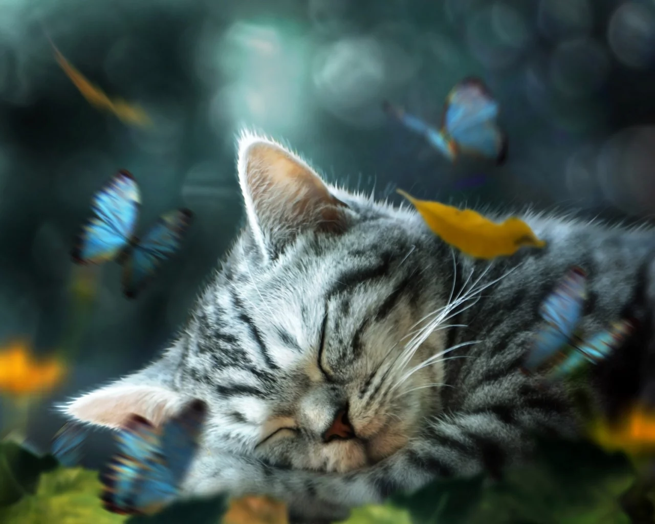 котёнок, маленький, спит