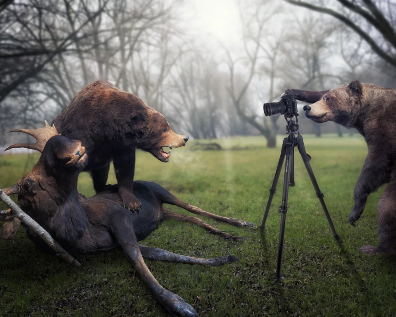photo, funny