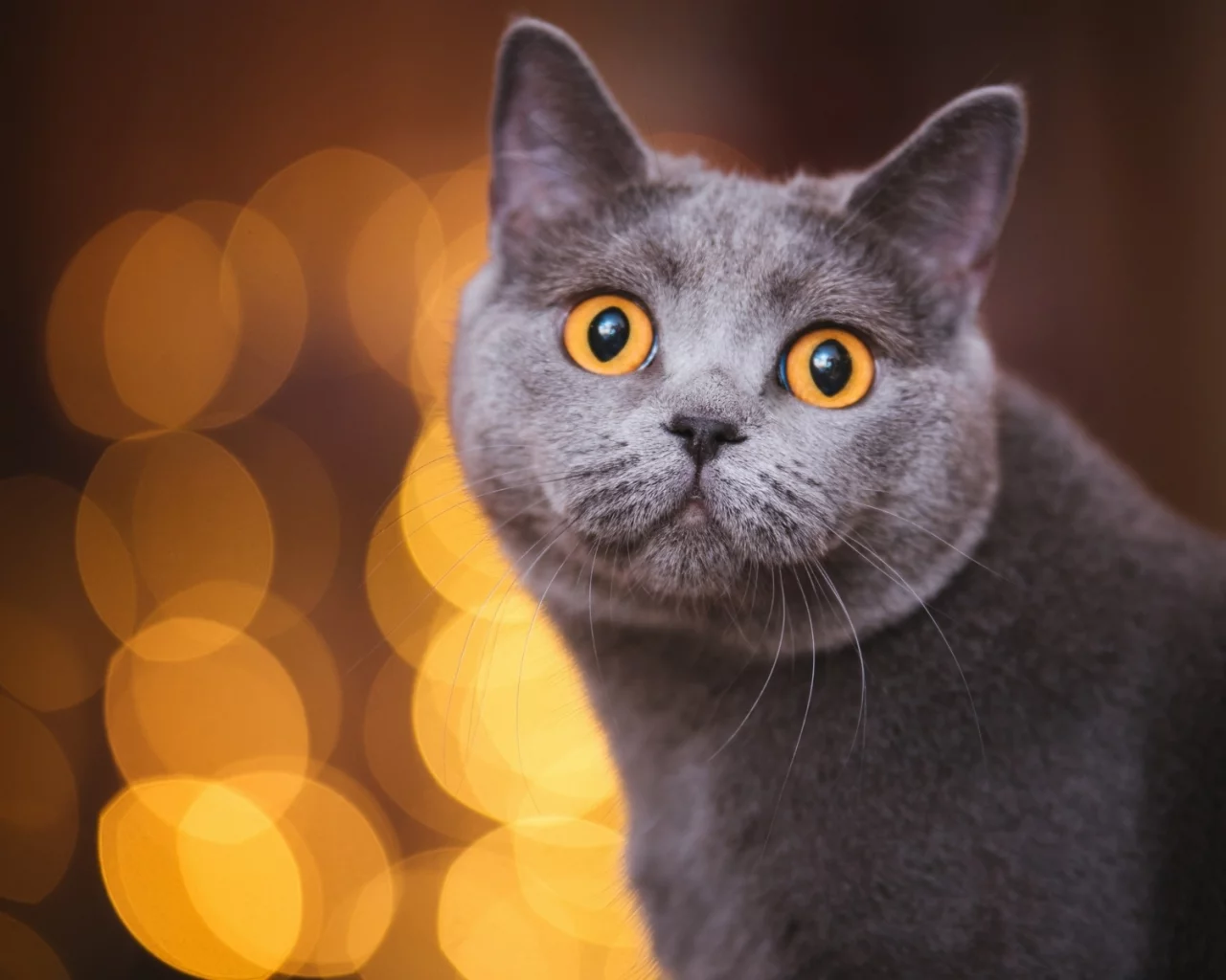 кот, взгляд, животное