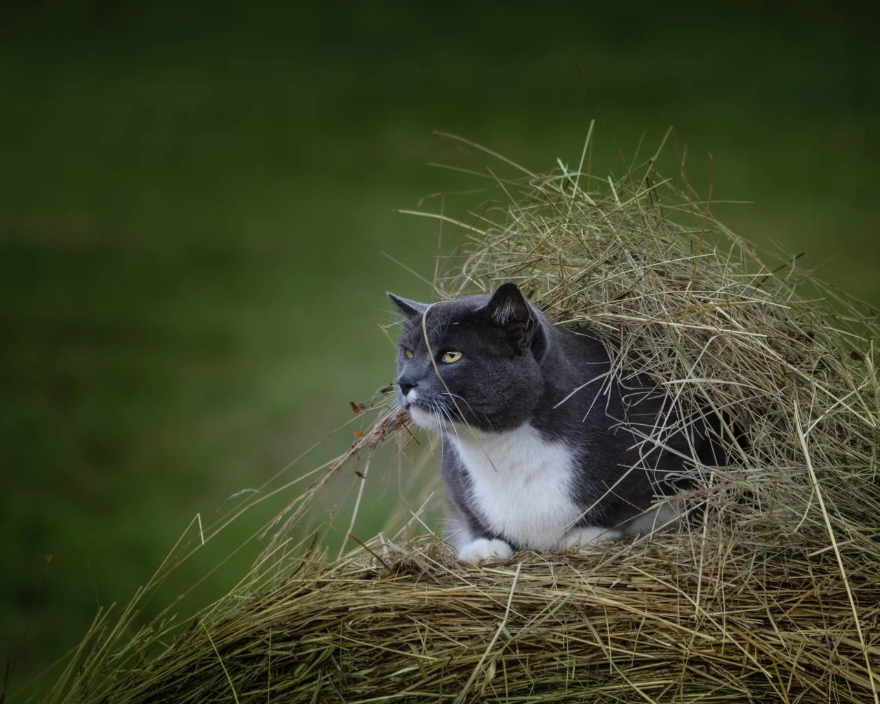кот, взгляд, усы, укрытие, наблюдение, сено