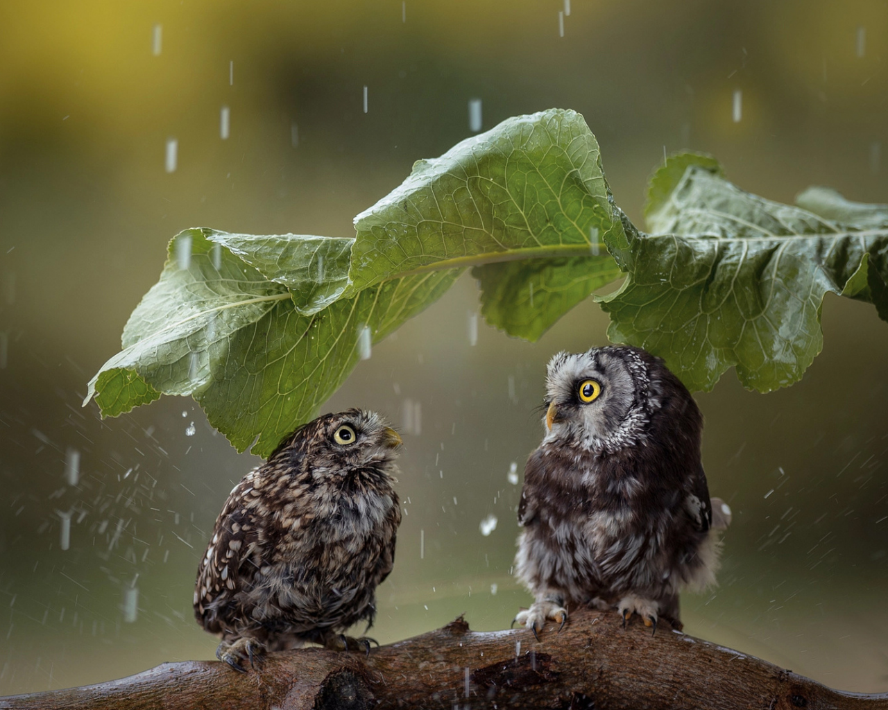 совы, птицы, дождь