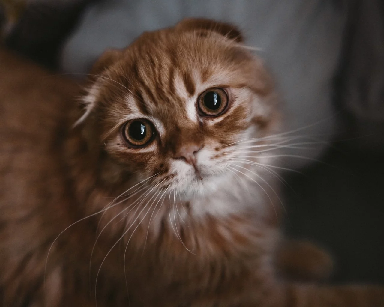 кот, взгляд