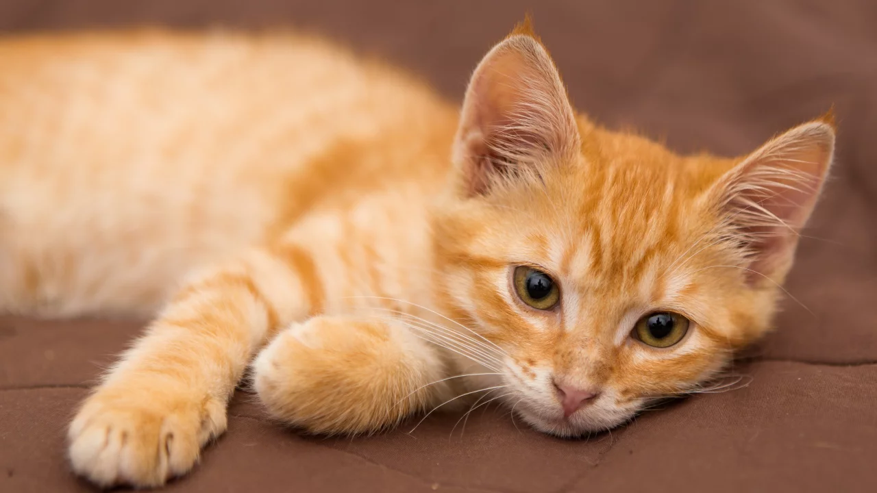 котёнок, взгляд, усы