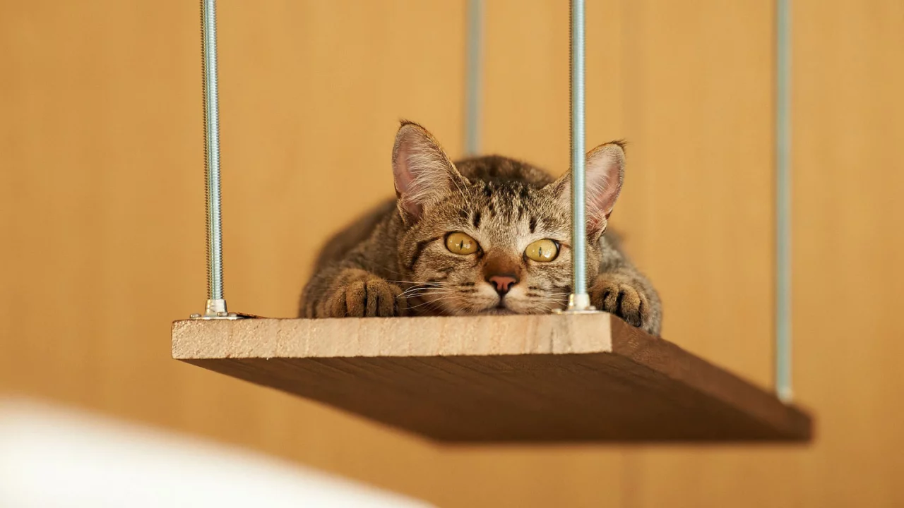 кот, взгляд, животное