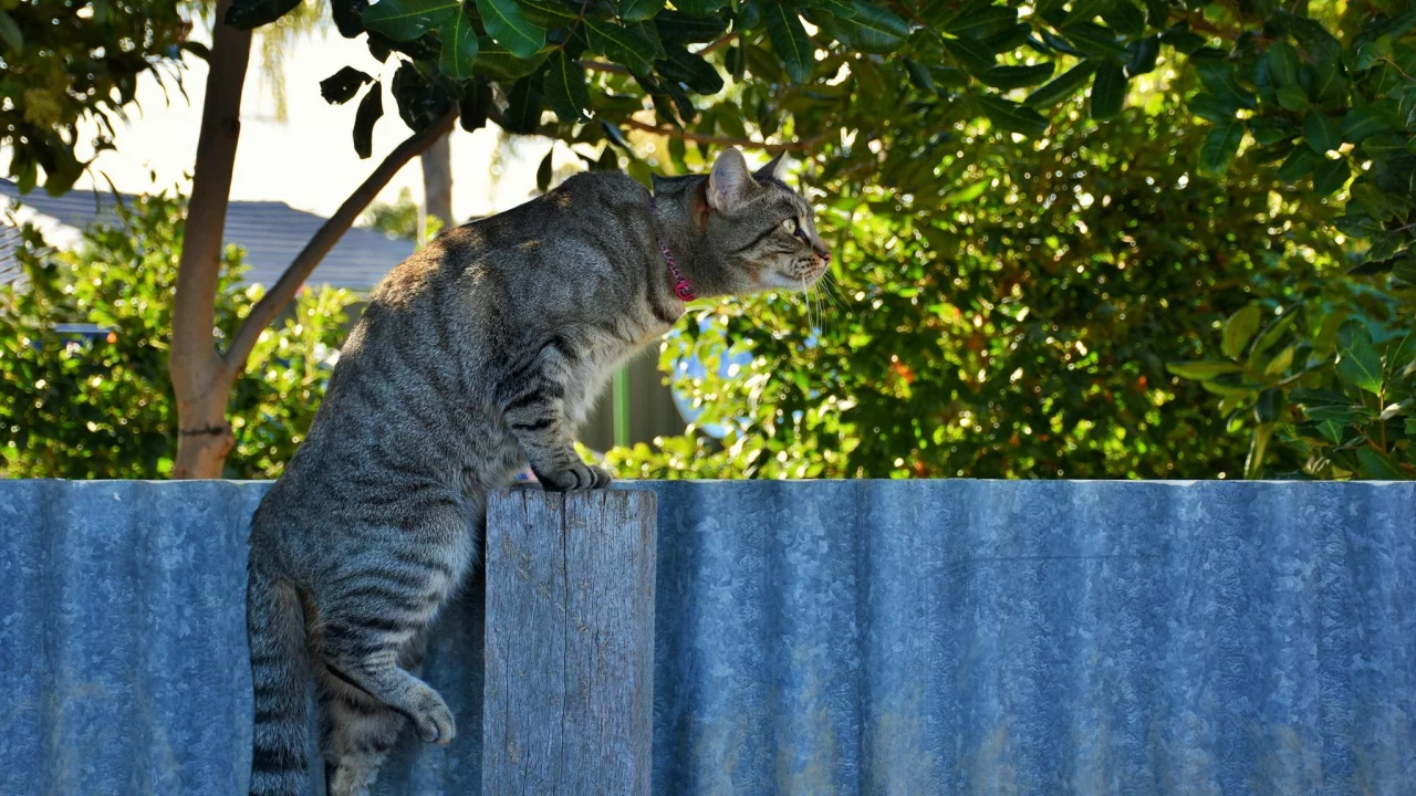 кот, взгляд, фон, кошка