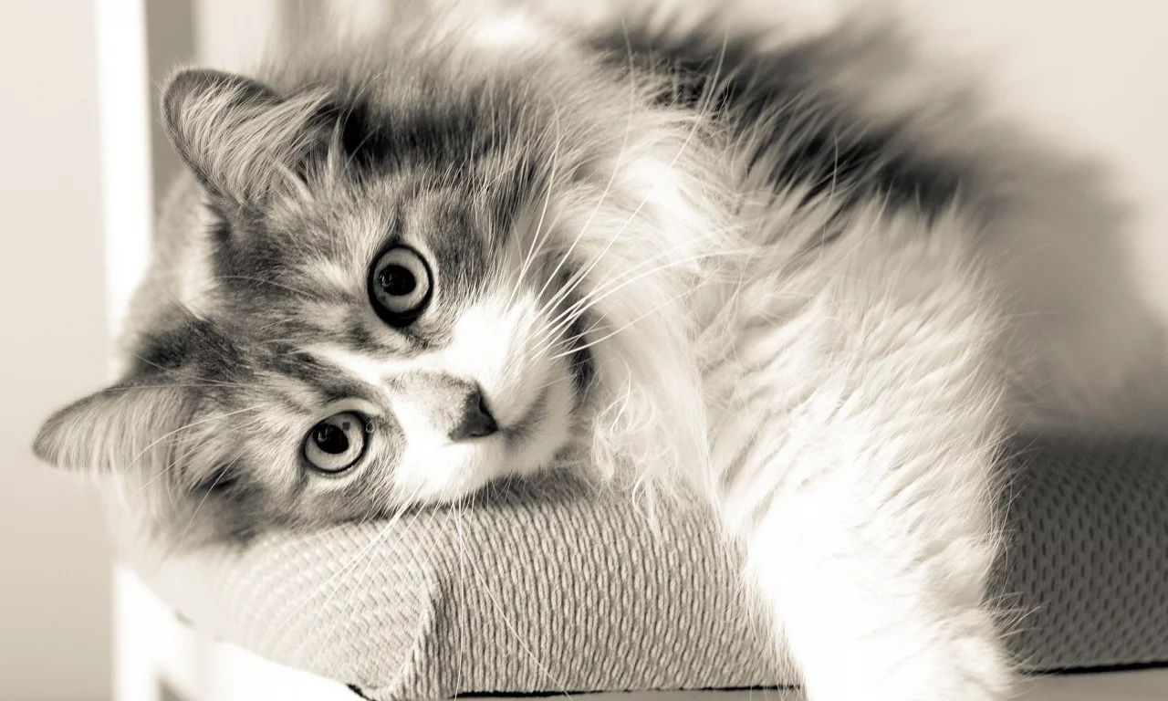 кошка, взгляд, животное, лежит