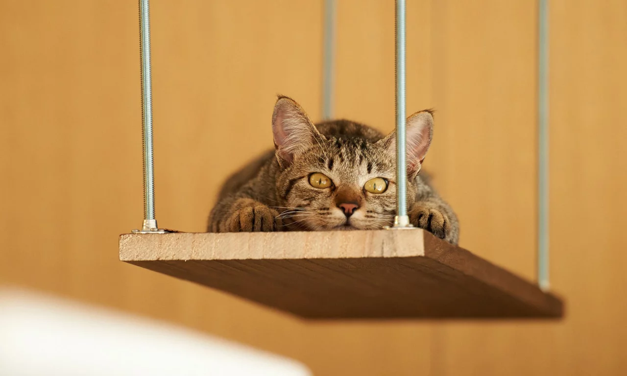 кот, взгляд, животное