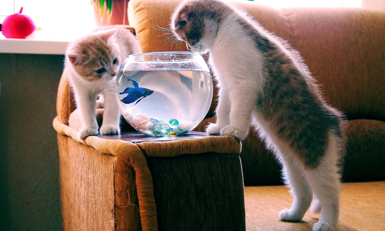 коты, аквариум