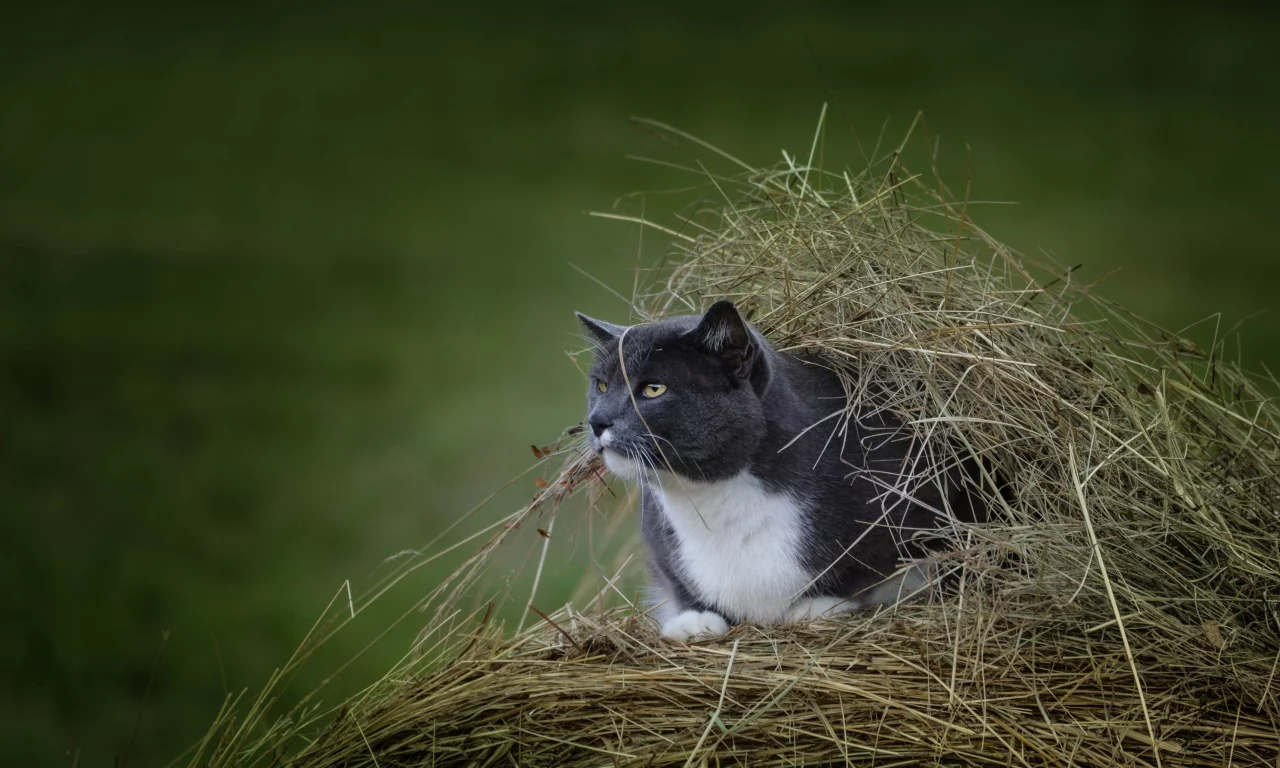кот, взгляд, усы, укрытие, наблюдение, сено