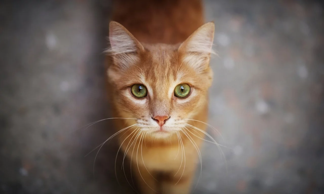 кот, рыжий, взгляд