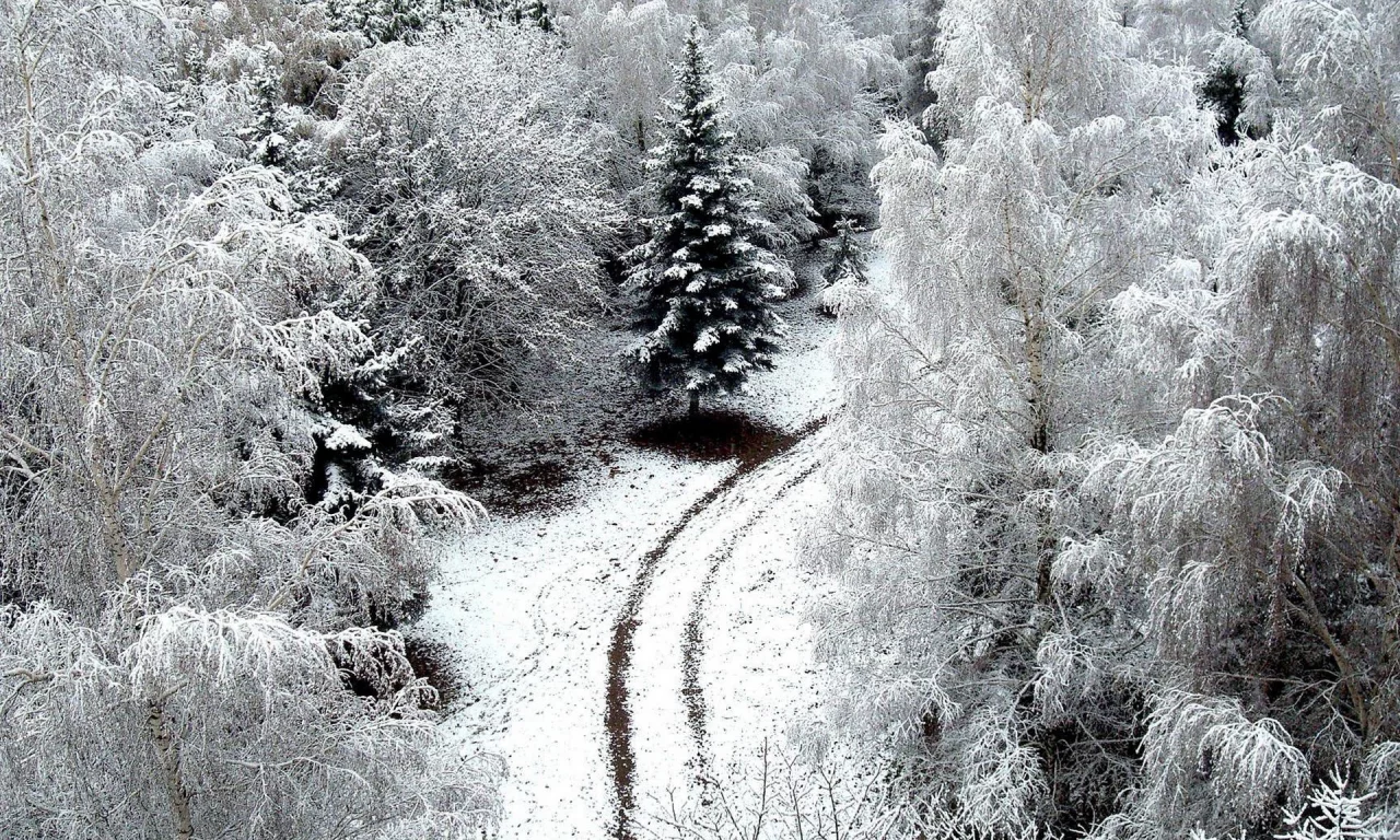 зима, снег, лес, дорога