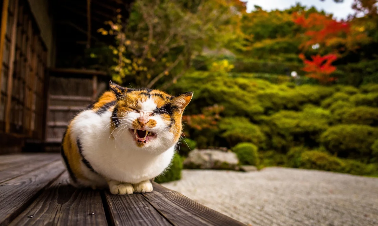 кошка, кот, коте