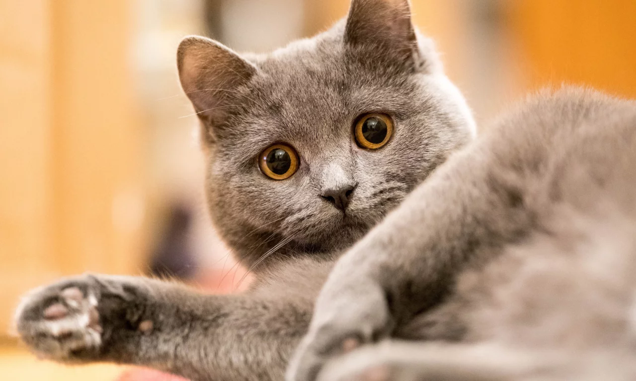 кот, взгляд, животное