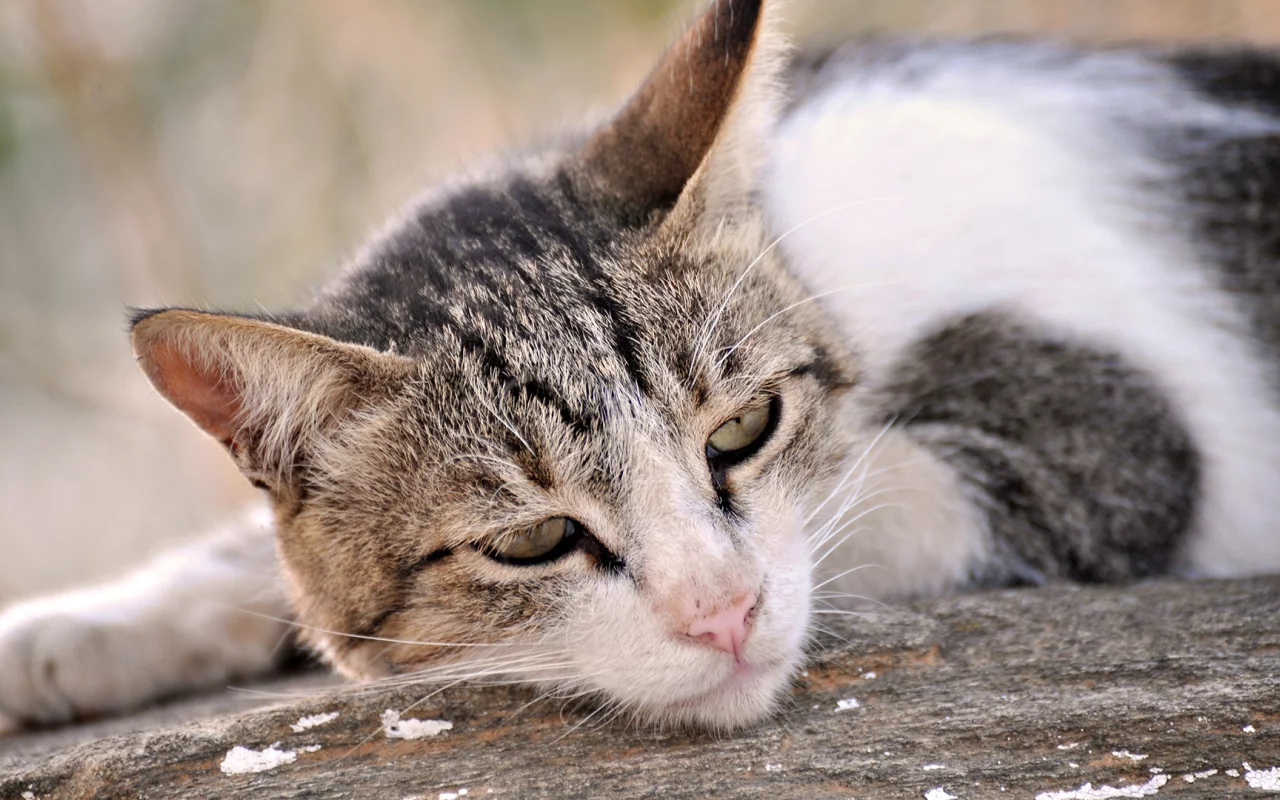 кот, лежит