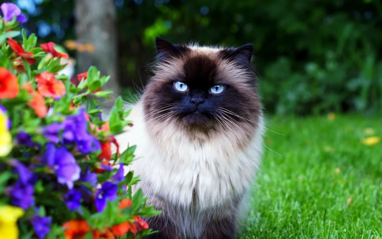 кошка сиамская, взгляд
