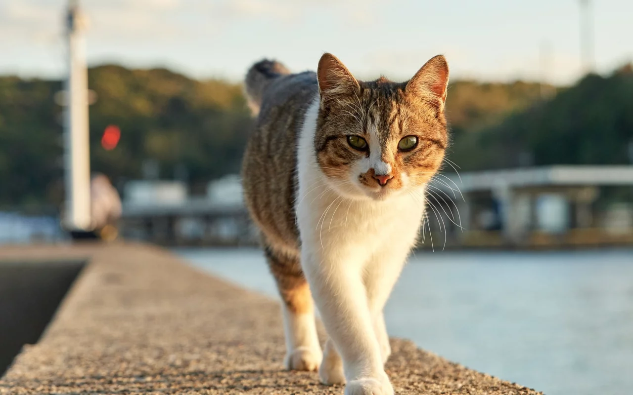 кот, прогулка, животное