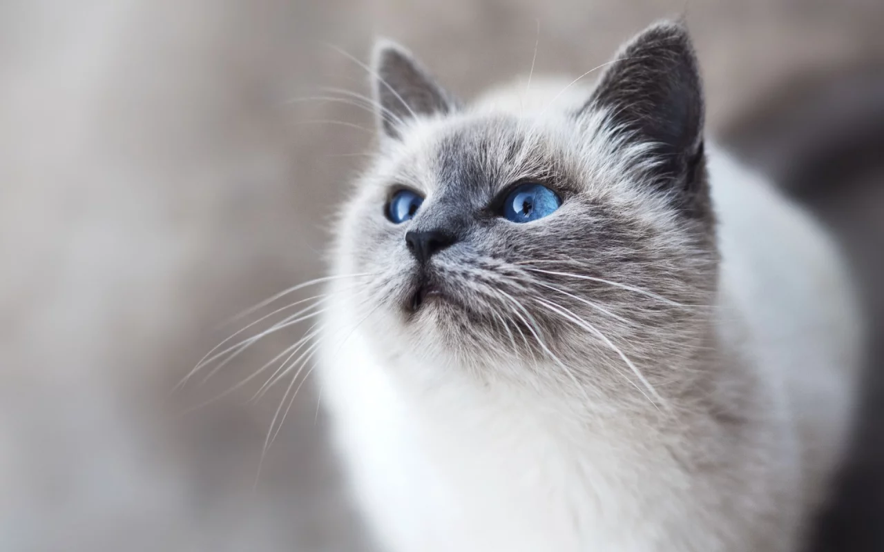 кошка, взгляд, животное