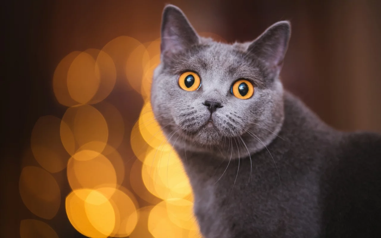 кот, взгляд, животное