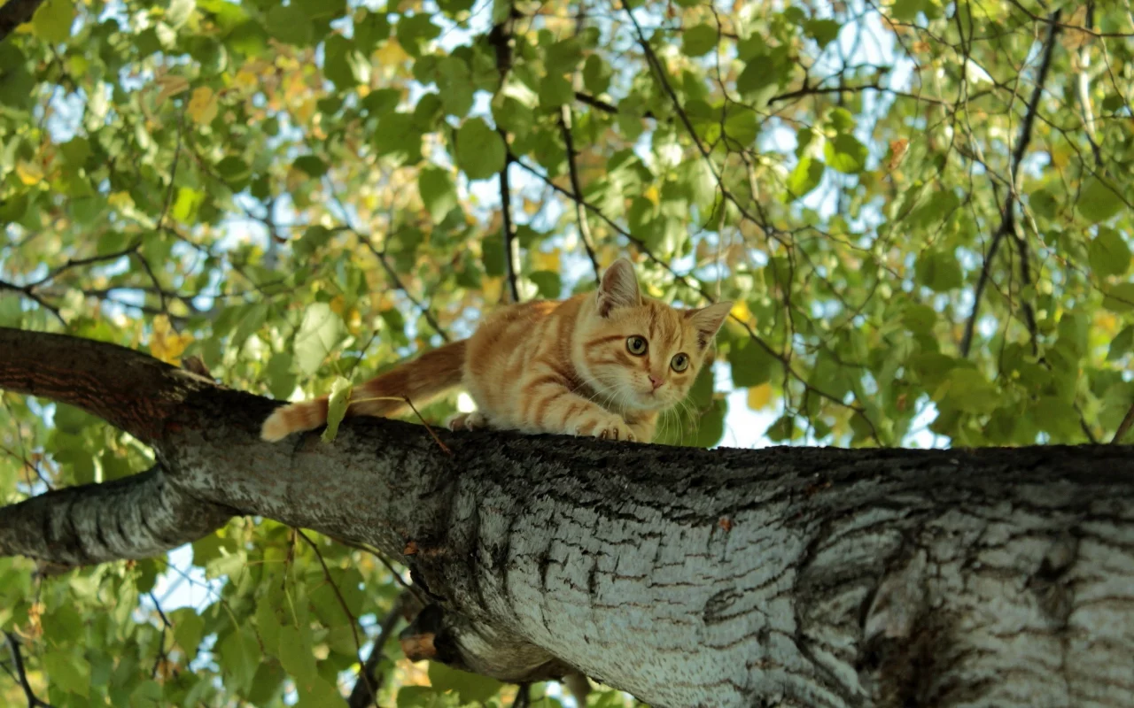 кот, взгляд, усы