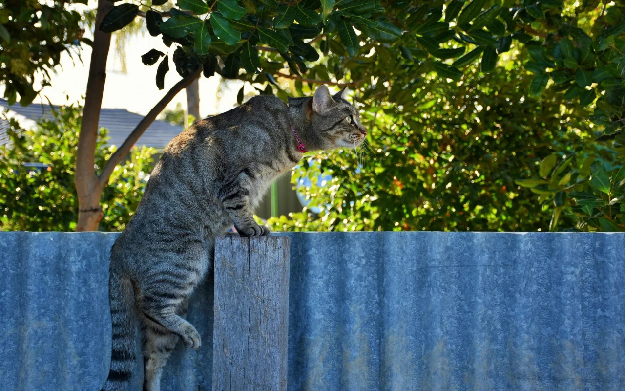 кот, взгляд, фон, кошка