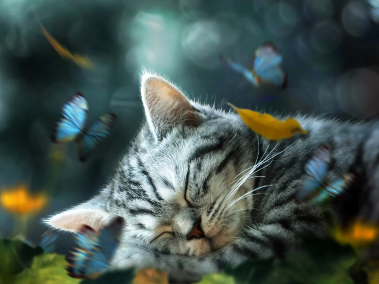 котёнок, маленький, спит
