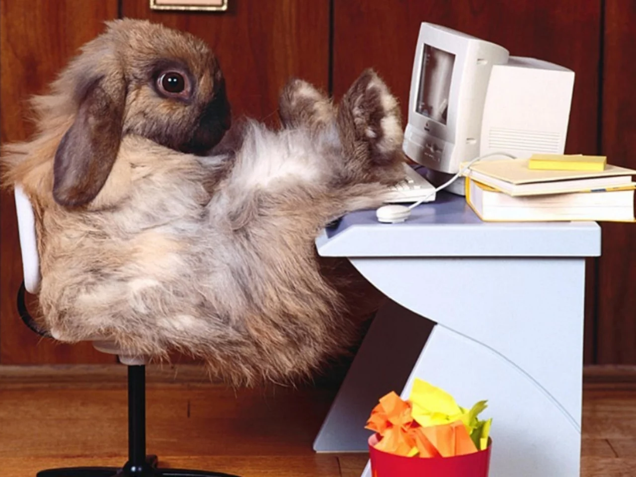 photo, funny