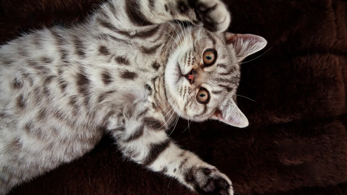 кошка, животное, лежит