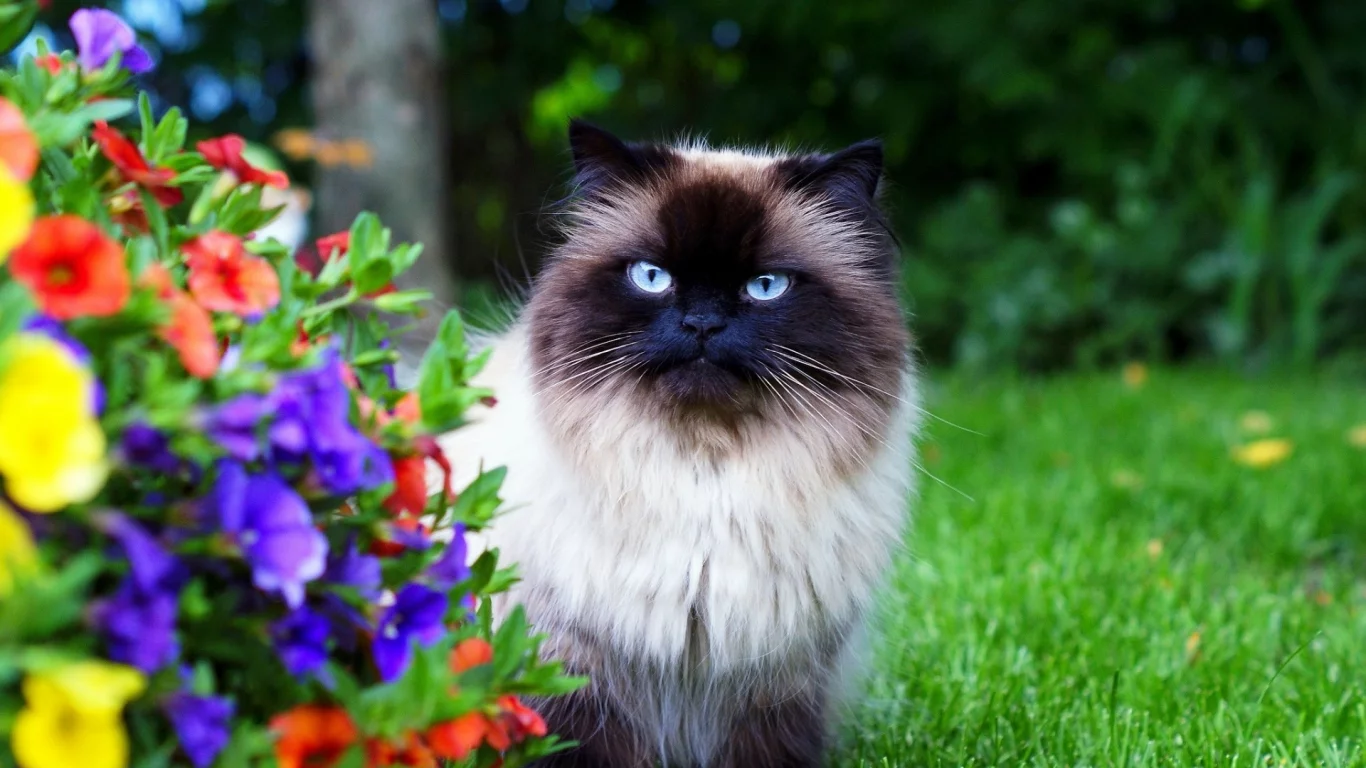 кошка сиамская, взгляд