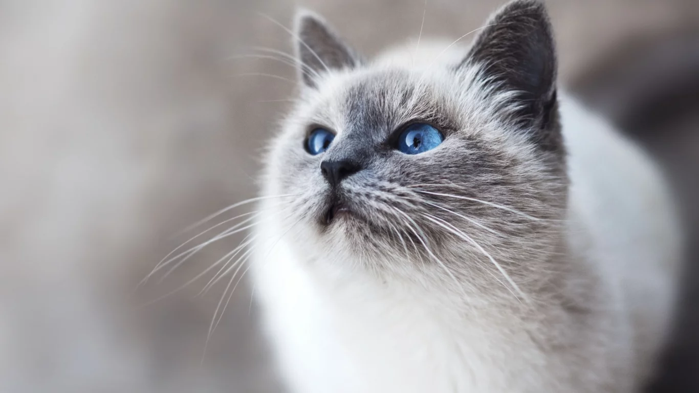 кошка, взгляд, животное