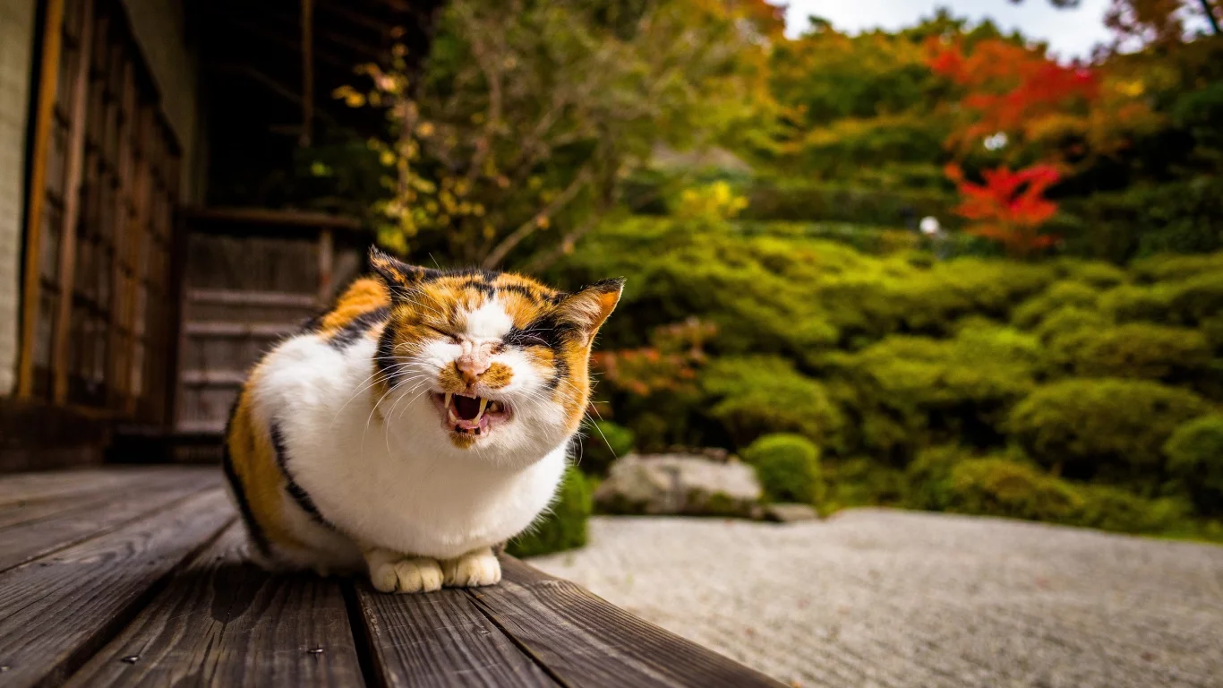 кошка, кот, коте