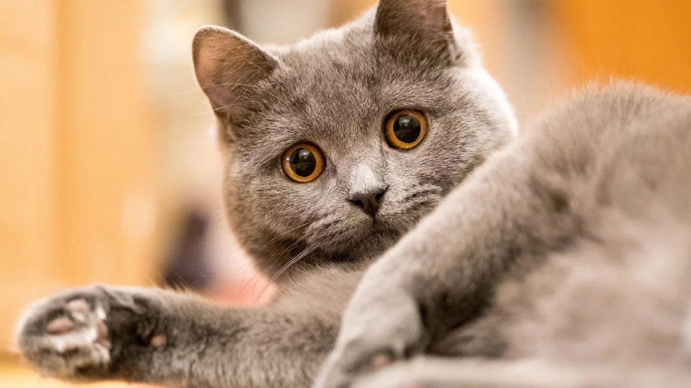 кот, взгляд, животное