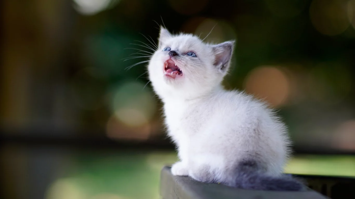 котёнок, маленький