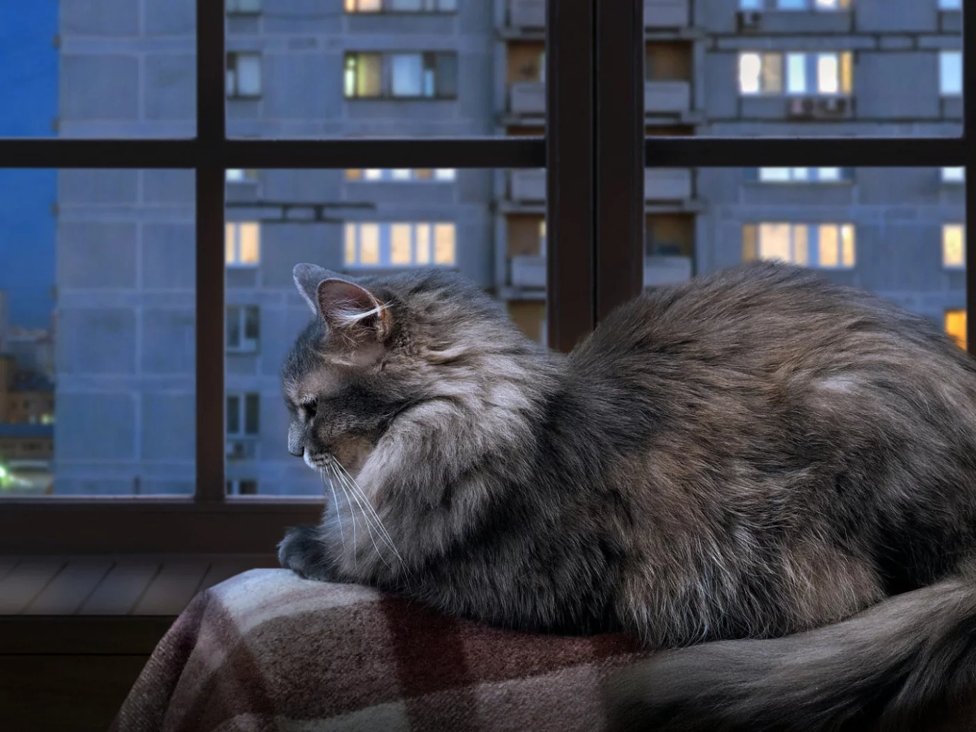 кот, животное, сидит на подоконнике