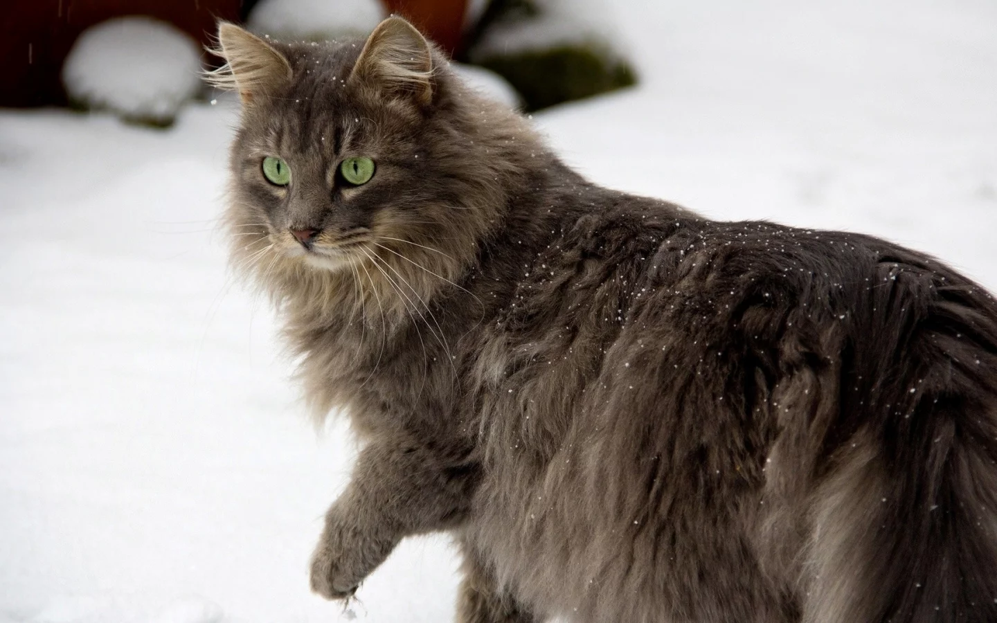 кот, животное, снег, зима