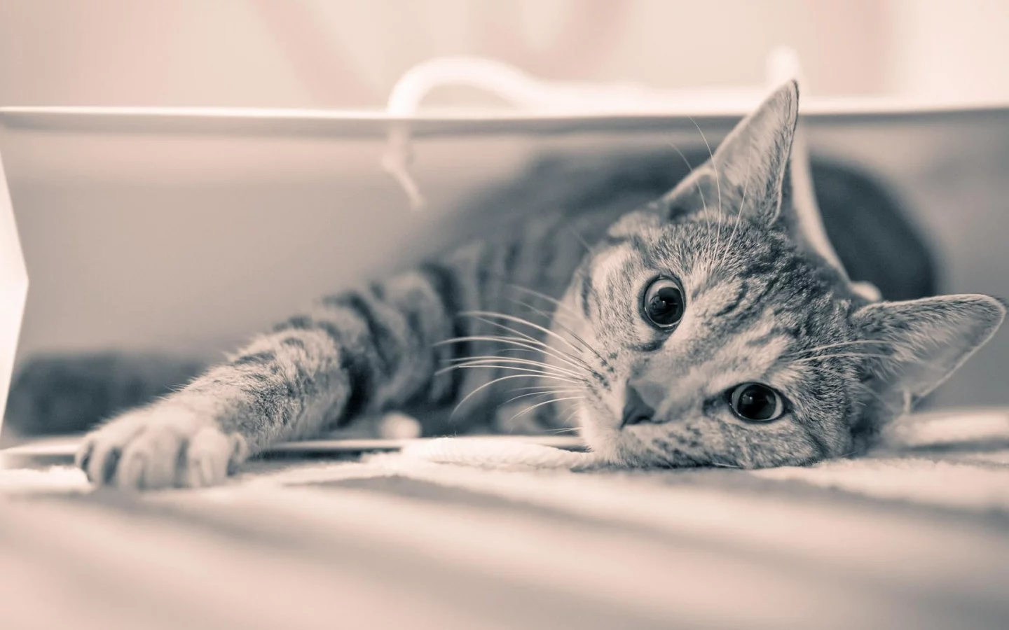 кот, взгляд, лежит